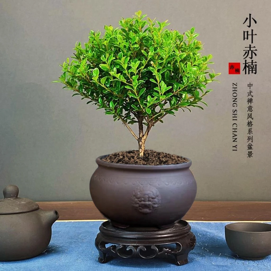 小叶赤楠盆栽绿植室内好养净化空气书桌客厅会开花植物茶台摆件