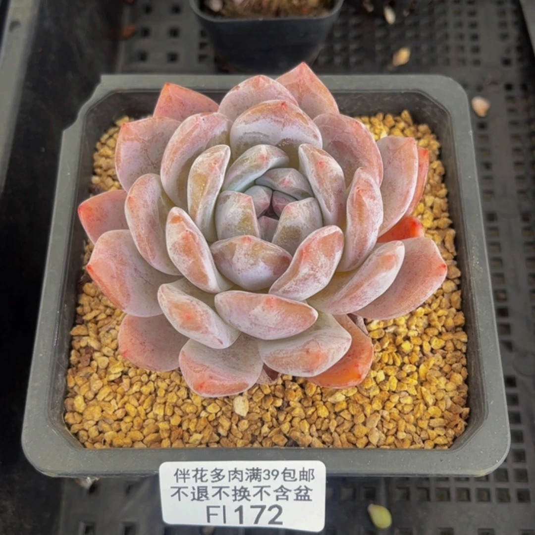 172-橙梦露多肉6cm