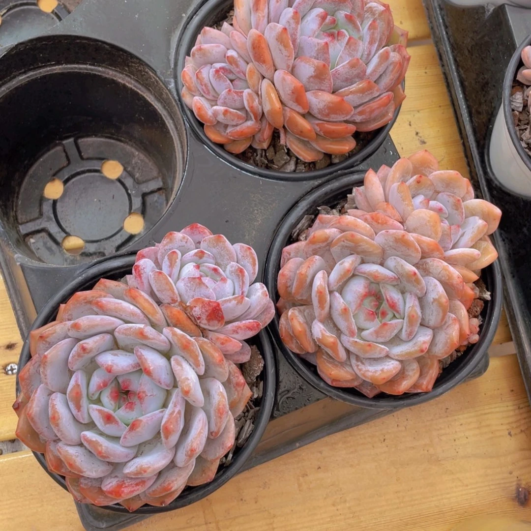 1290号 韩版橙梦露母本大双头一个