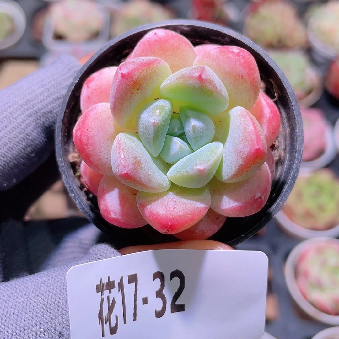 花利美17-32皓月