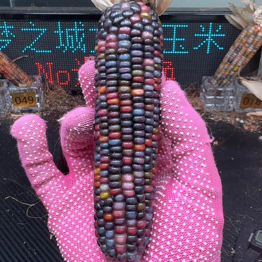 柏香籽/百香籽吊坠米*