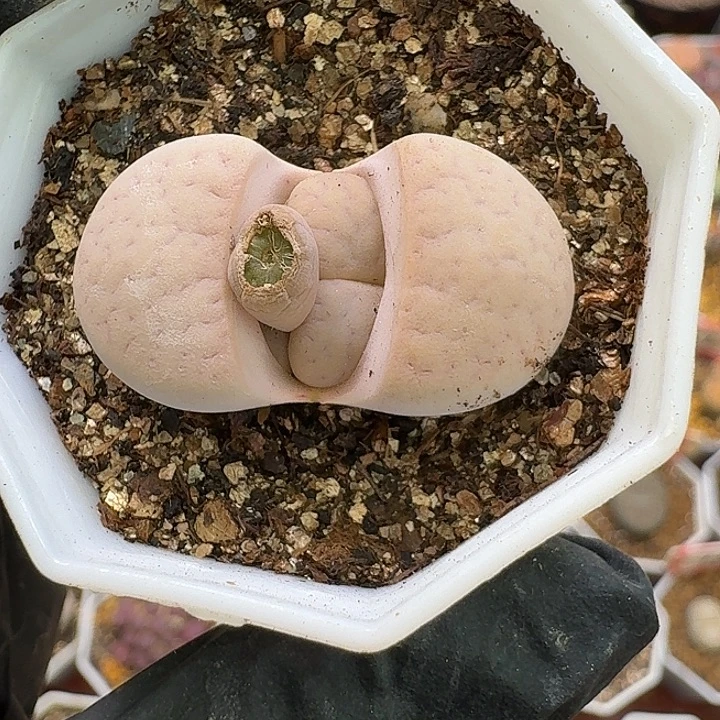 生石花2:：：：。   286号