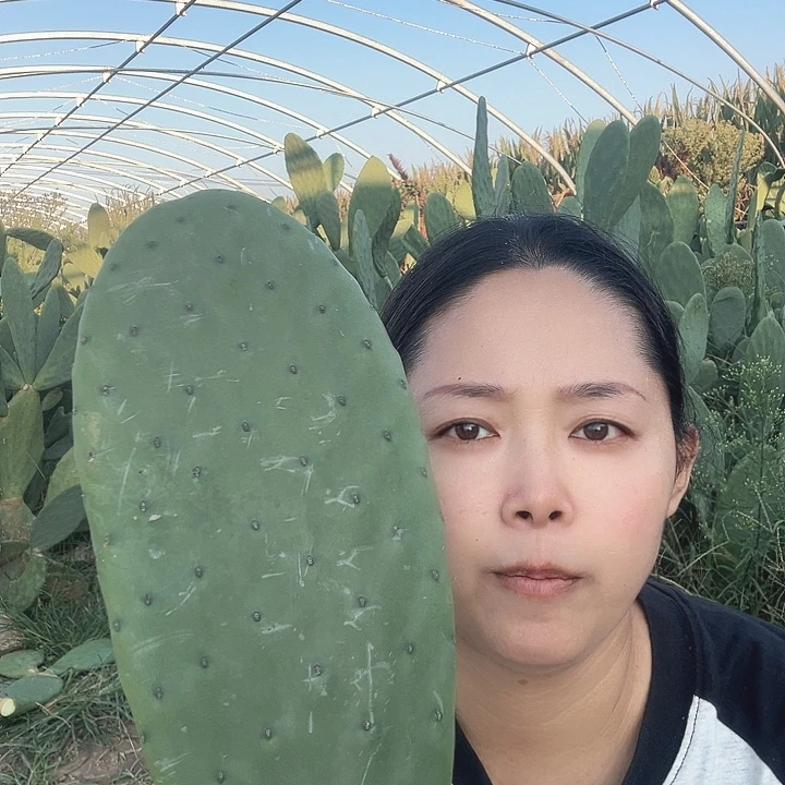 白果不带根1片种片