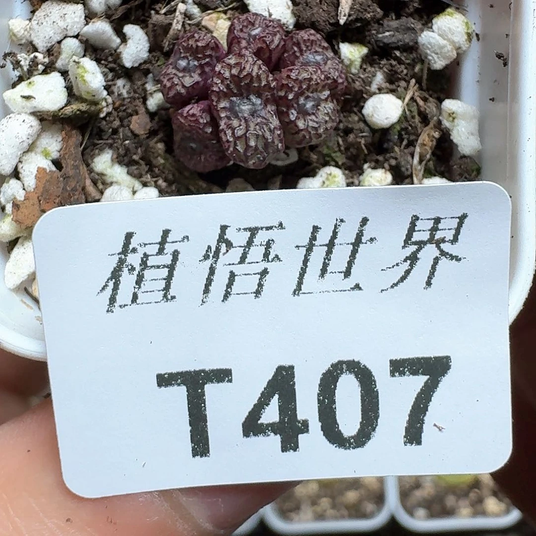 407号多肉植物哇c g