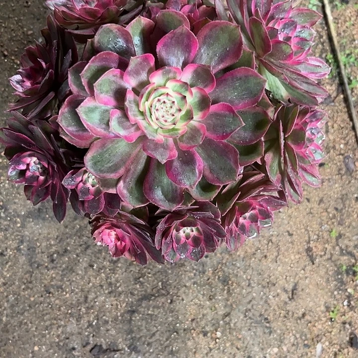 多肉植物云荷锦…………