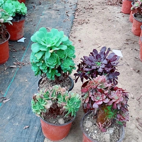 四颗多肉植物法师90号