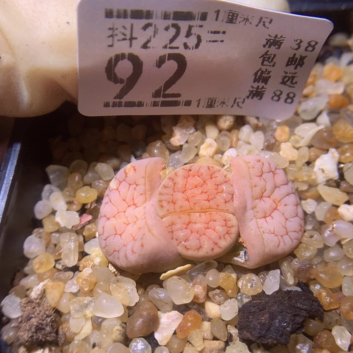 精品生石花225.92。189荒