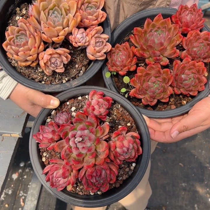 潇***肉云台潇潇爱多肉