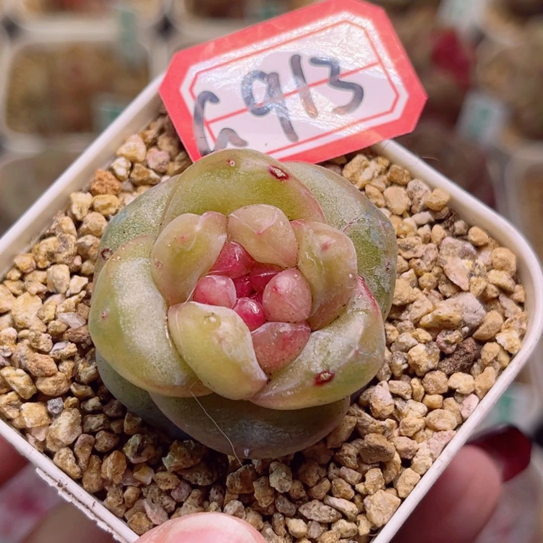 G913一物一拍 揽星