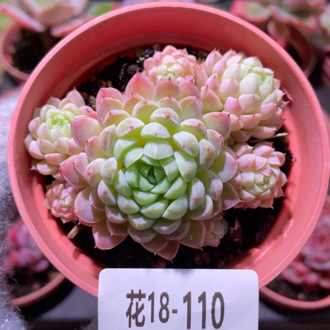 花利美18-110羊脂球