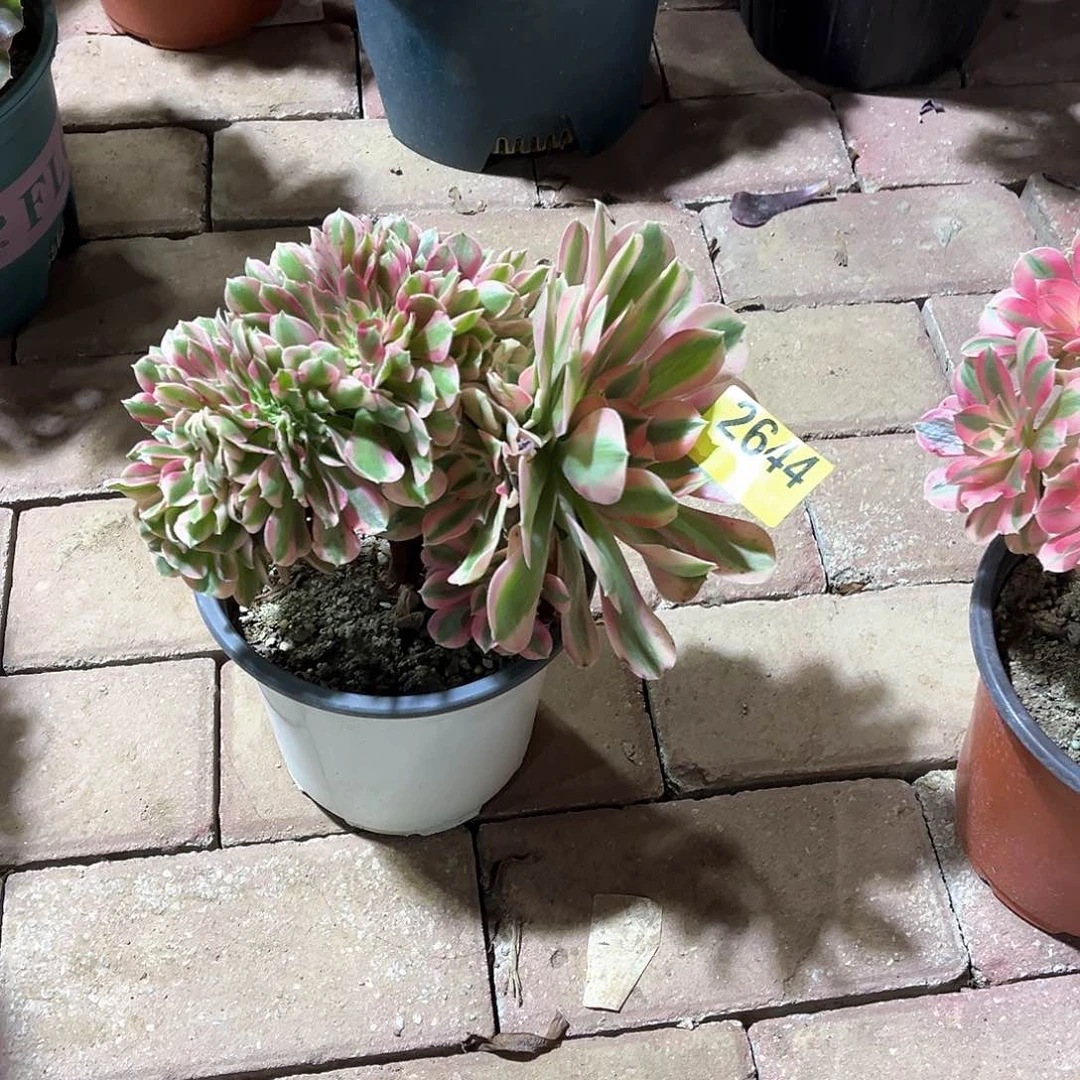 粉女巫缀化多肉2644