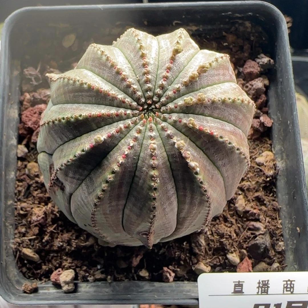 21号欧系布纹球，实生，尺寸（5.5）厘米带盆