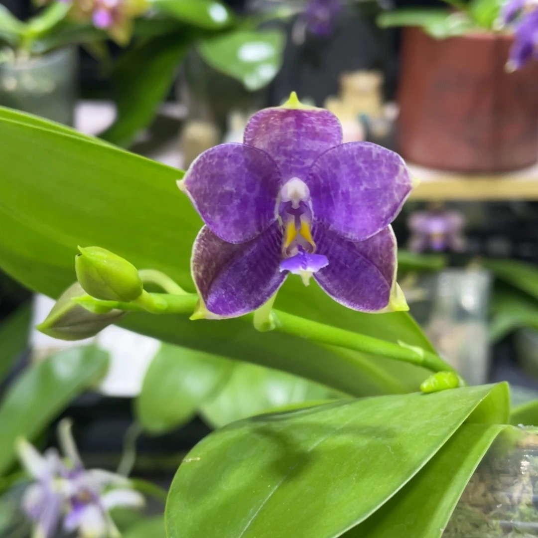 完全开放08开花株