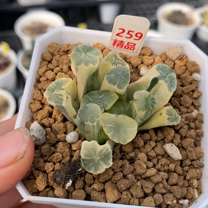 259号糊斑万象锦多肉