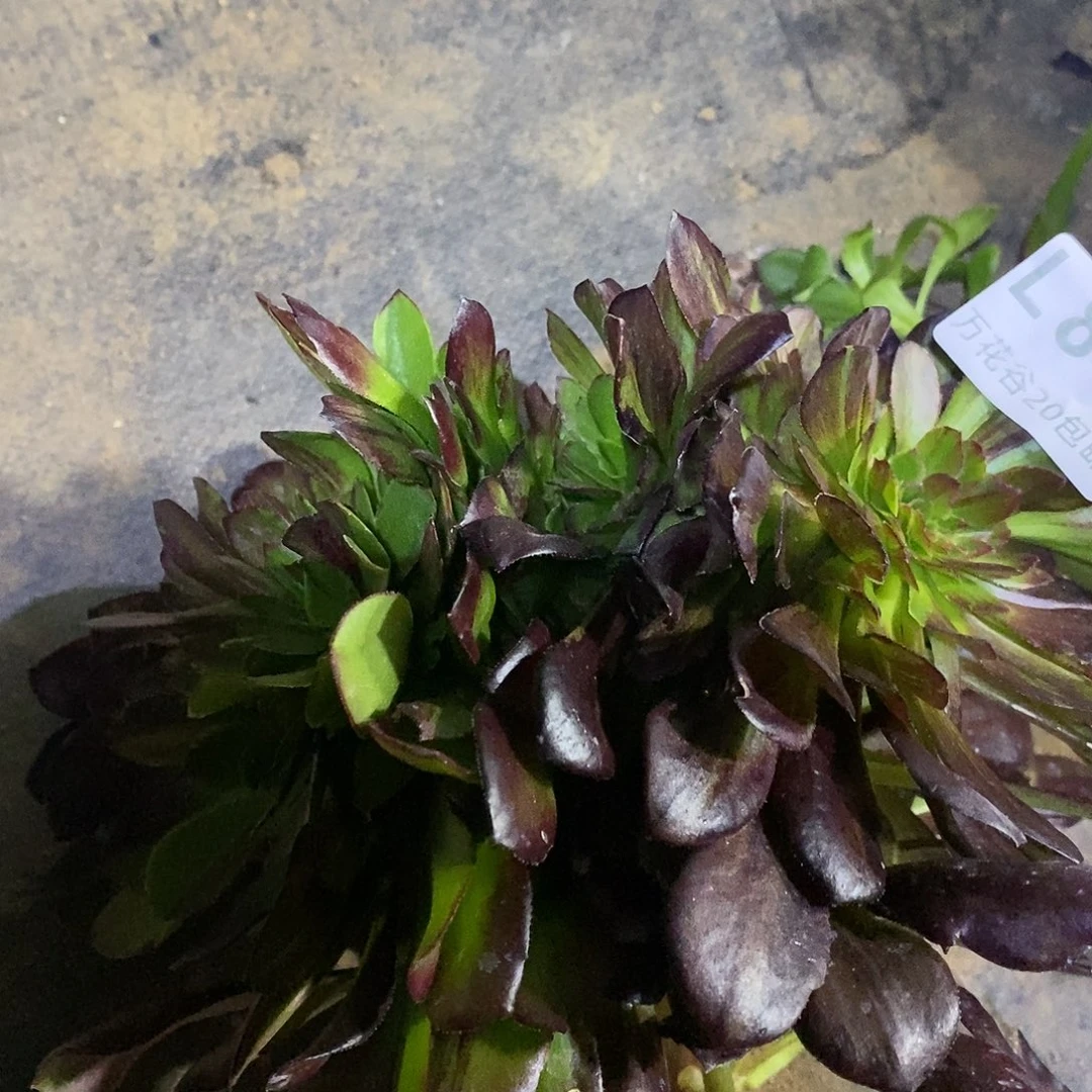 843欧若拉缀无根多肉植物