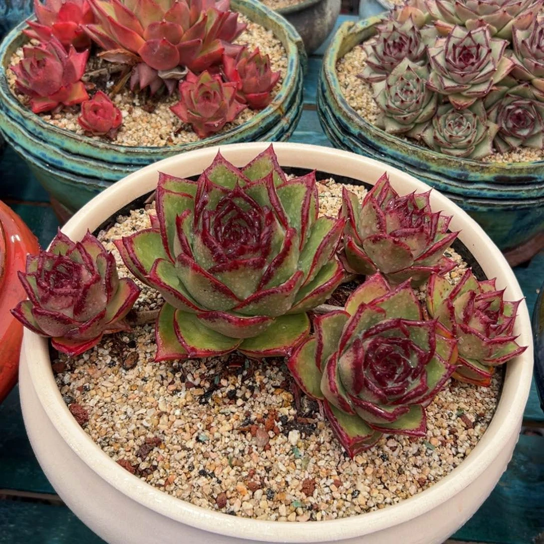 多肉一物一拍0119-3333