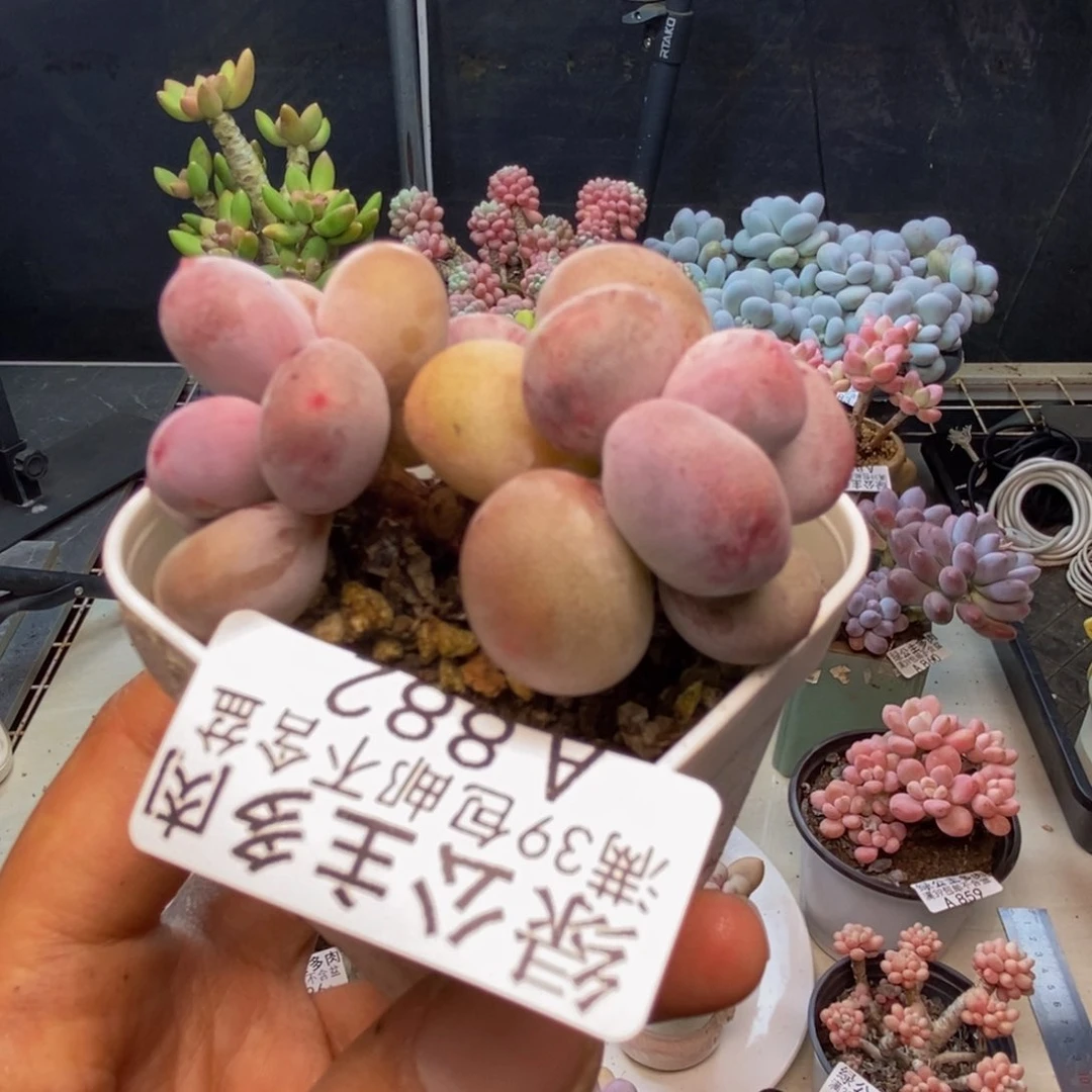 882糖豆奶多肉4c m