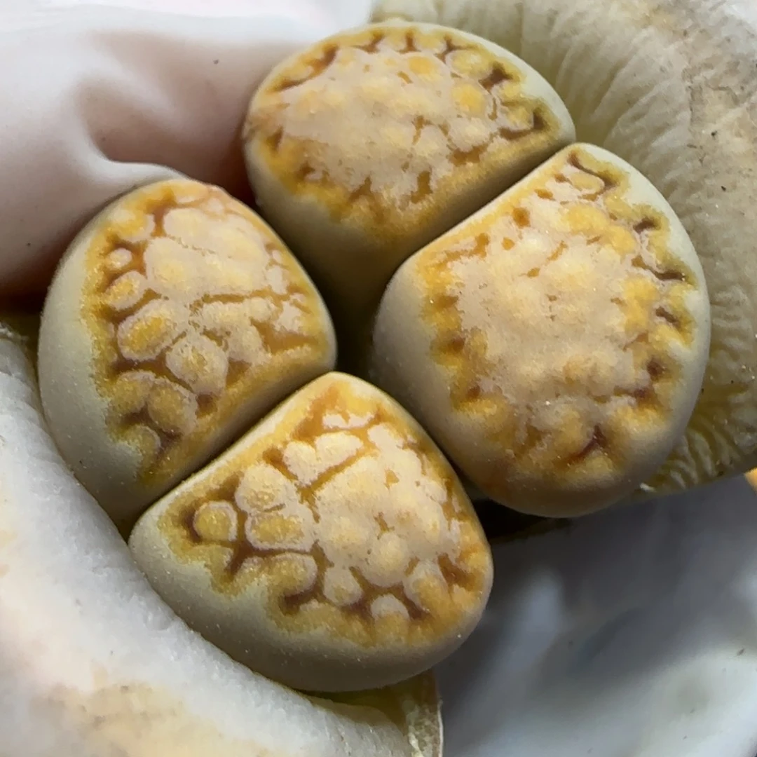 3.28辛然园艺母本215 7025