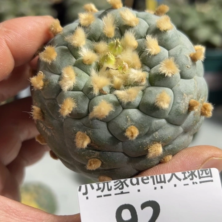 92可节后发货 可帮发根