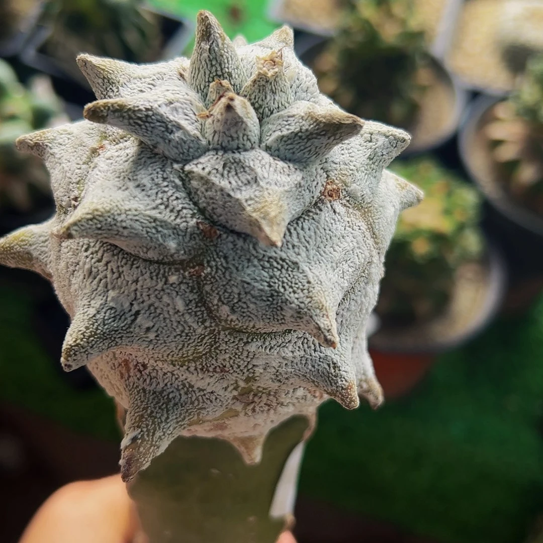 无花朵福利角尤084