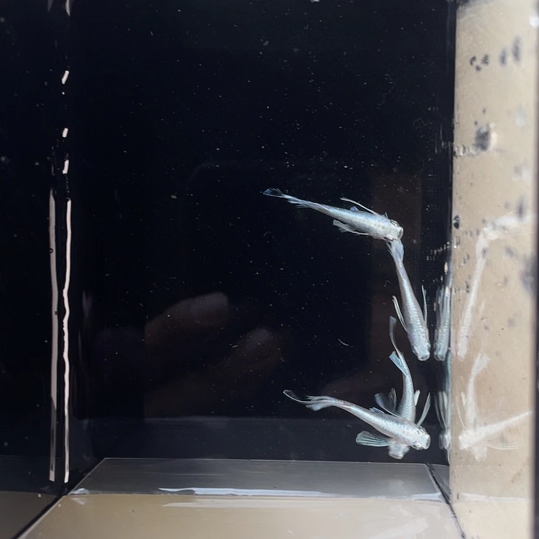 青鳉鱼天使4条观背清鳉