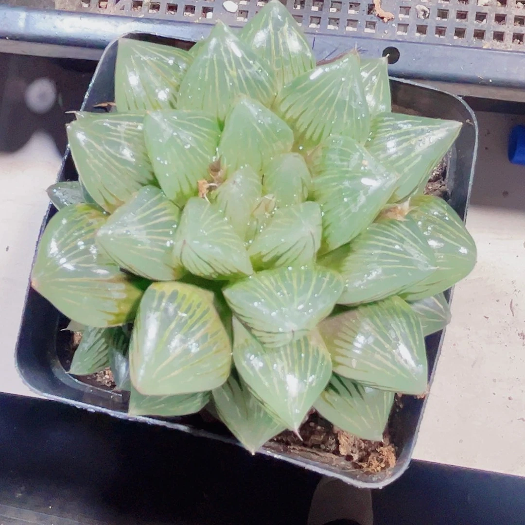 赤焰玉潭多肉植物666