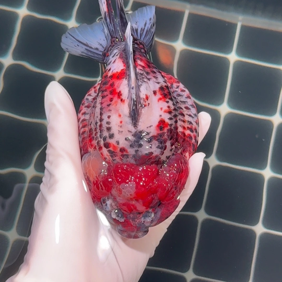 金鱼精品高货短尾将军狮