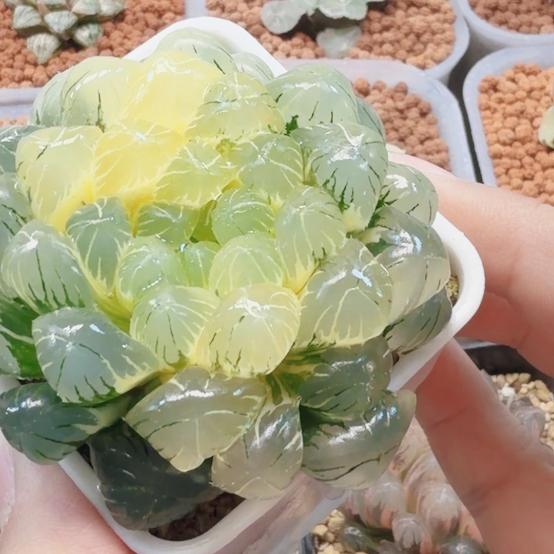 十二卷实生冰灯锦湖水