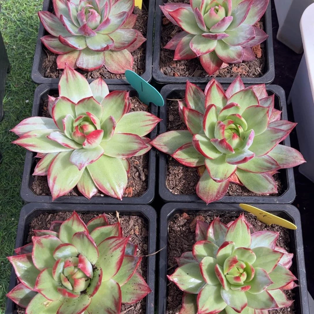 肉*多惊鸿仙子一物一拍