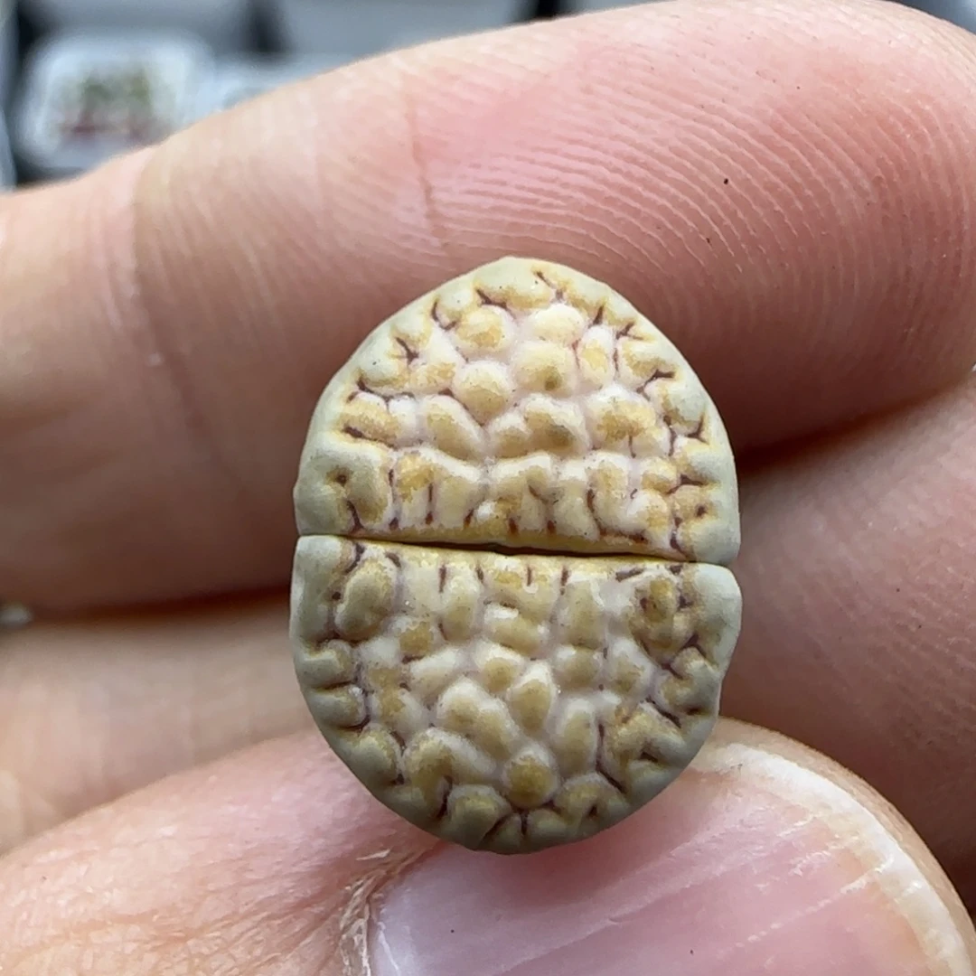 923饼干清框福利30包邮