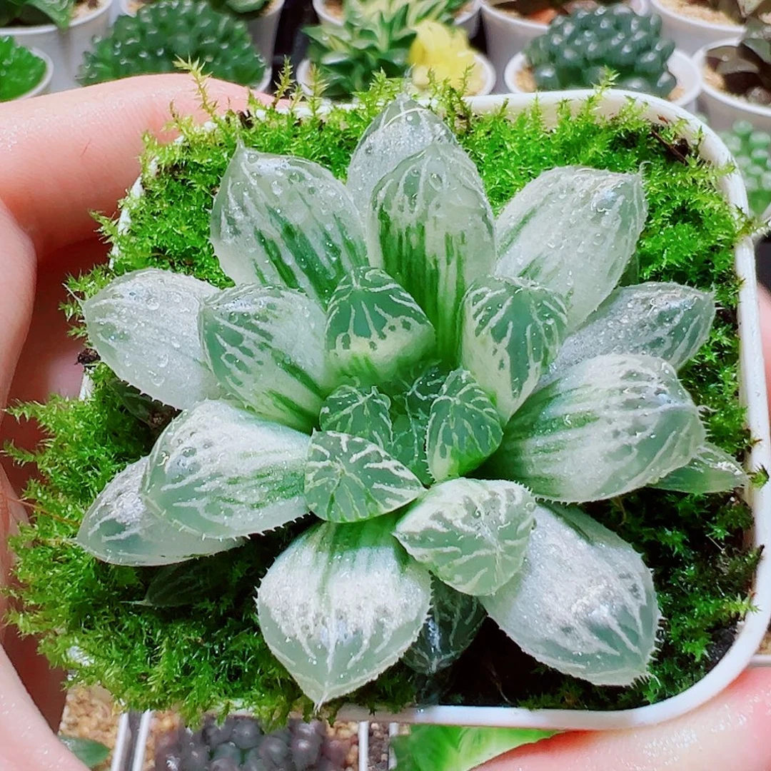 精品白斑玉露，9.9