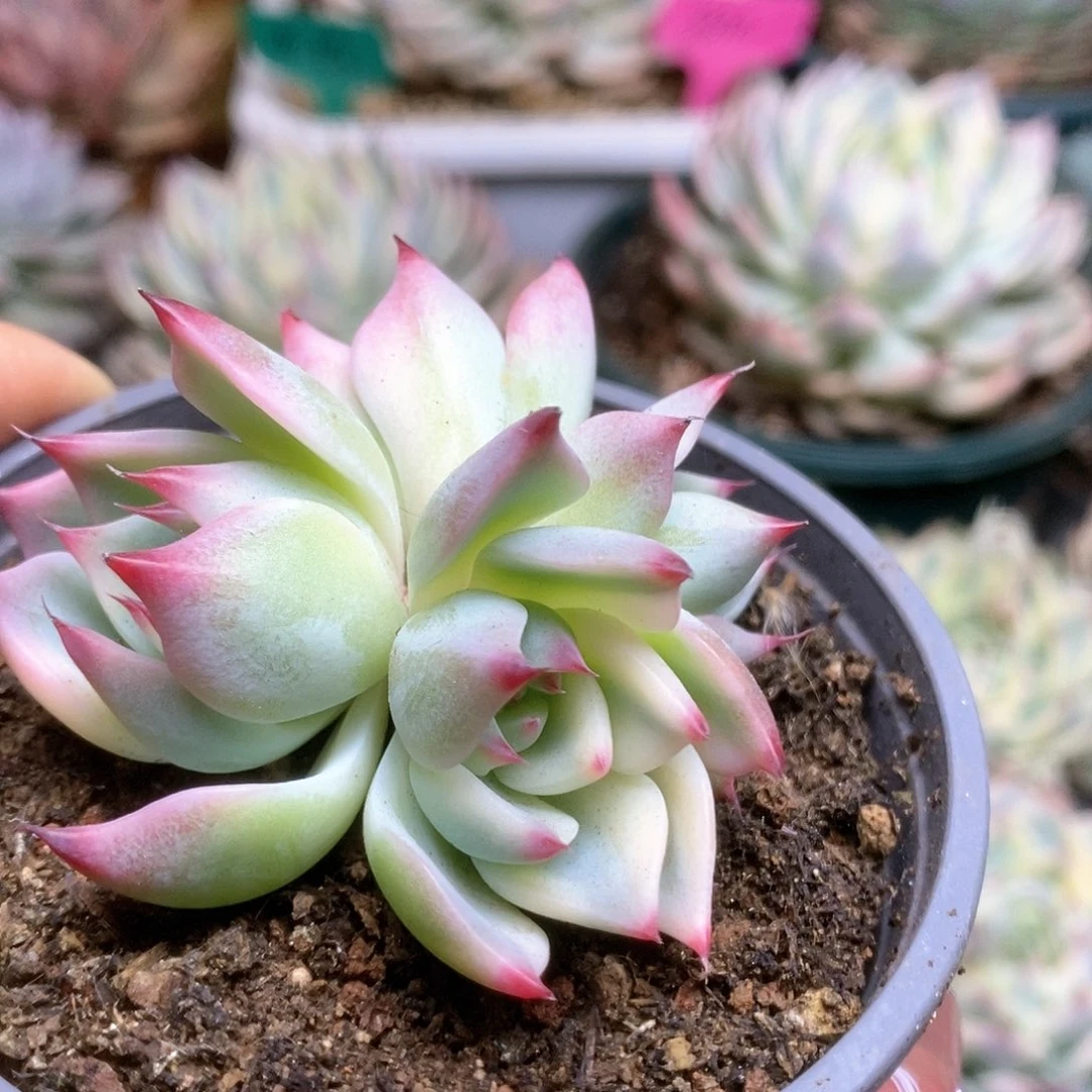 135锦锦锦锦锦锦锦锦锦