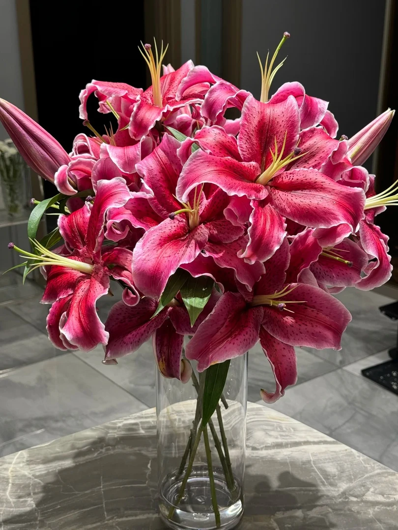 （曼曼）混头黑美人香水百合 5支   鲜花任意2单包邮