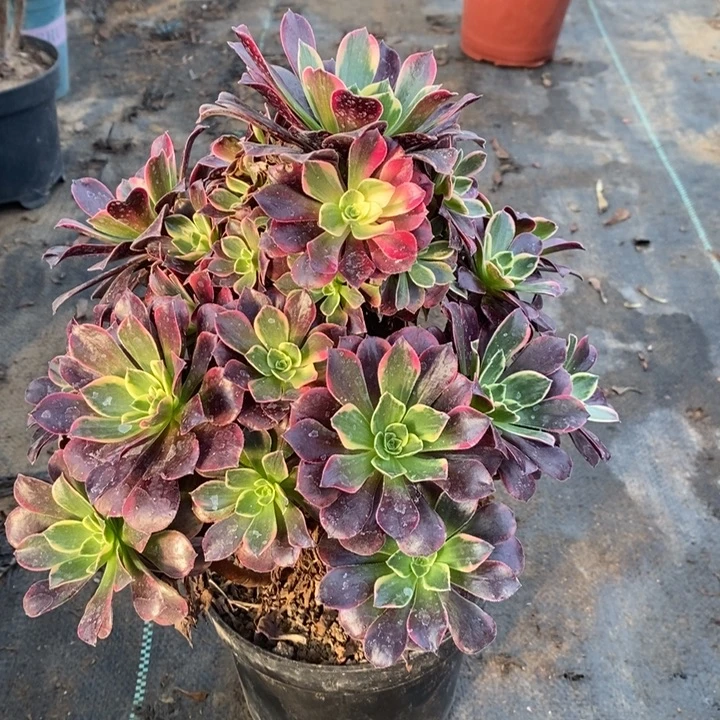 金丝雀多肉植物19。