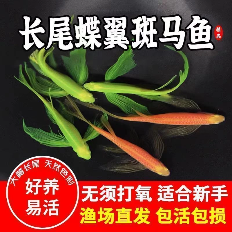 斑马鱼蝶翼长尾长鳍长尾的蝶翼斑马广温鱼不用打氧蝶翼斑马鱼