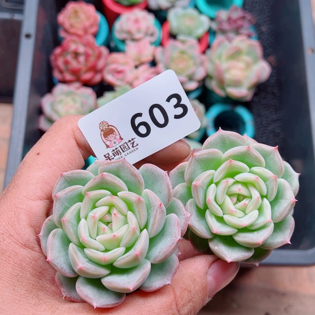 多肉植物多肉植物