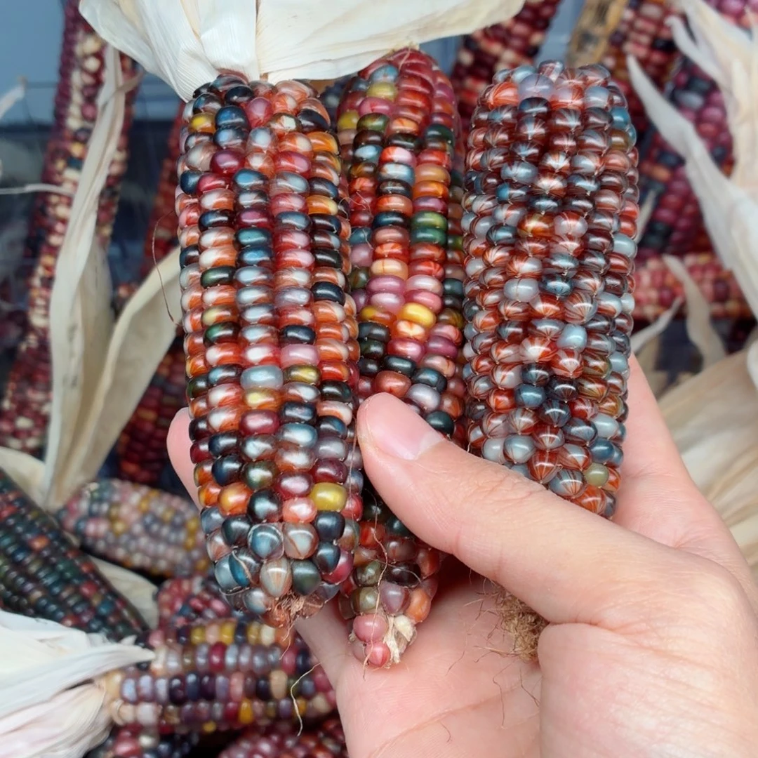 用***1吊坠白玉菩提文玩精品文玩精品