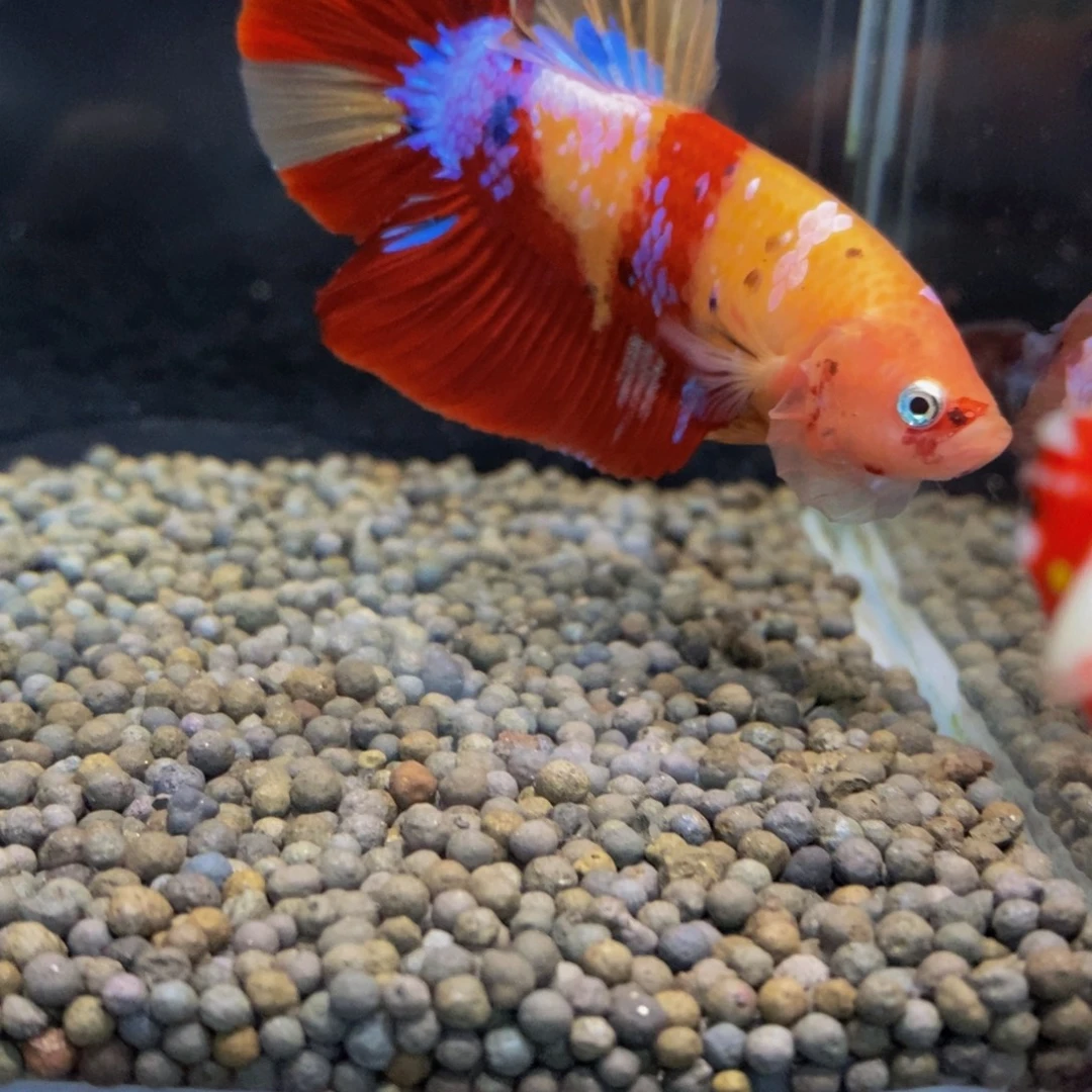 斗鱼339巨斗11111