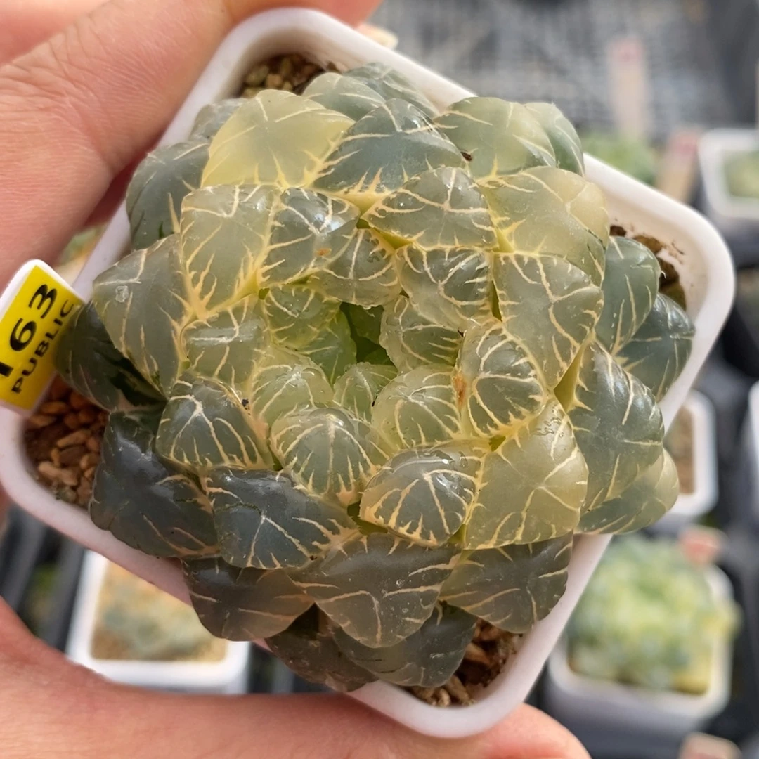 163湖水玉露锦一物一图