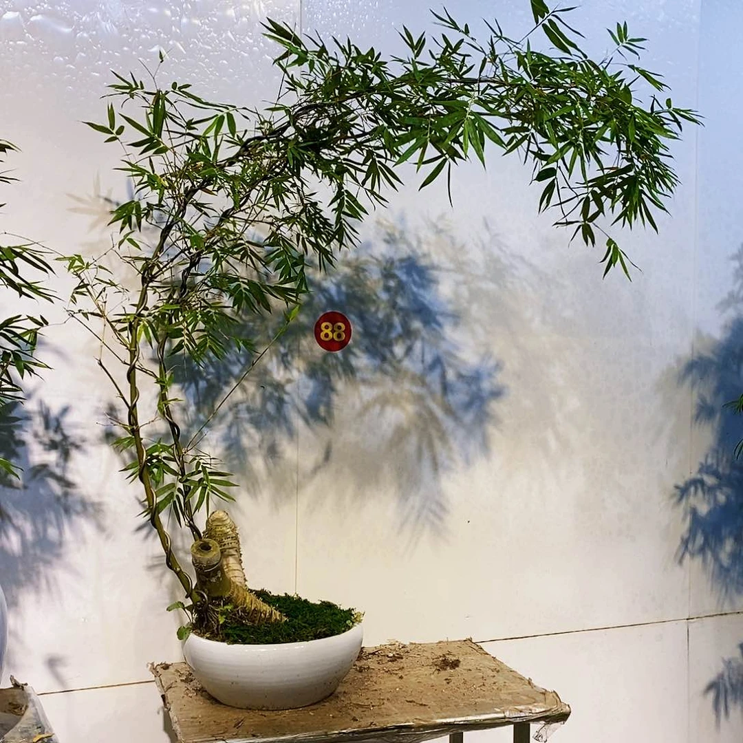 无花朵小叶簕竹一物一拍