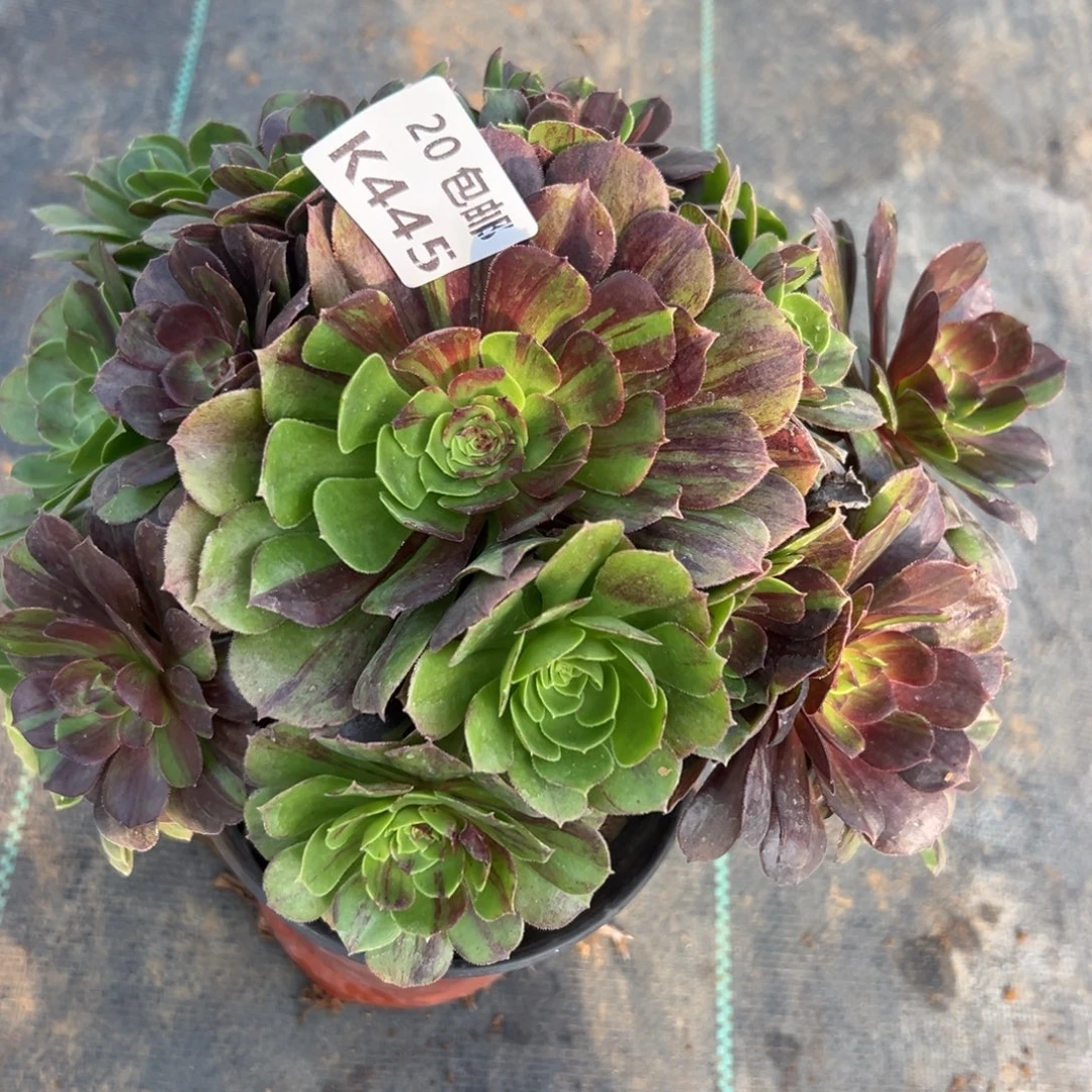 445花月夜，处理，满20包邮