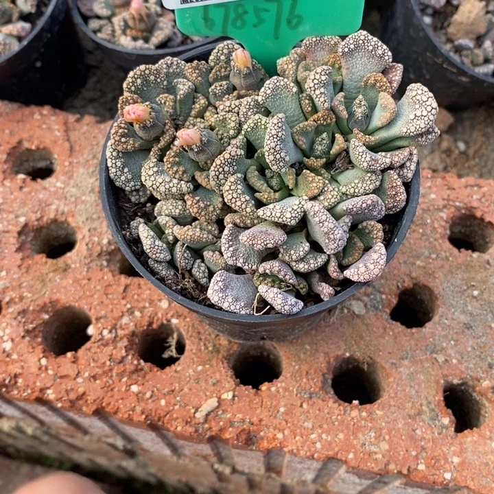 粉***心生石花等植物的生长505