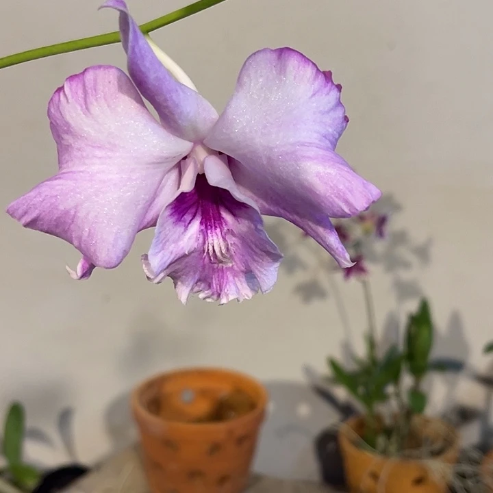 当前无花朵，栽培后可花朵泼墨卡860