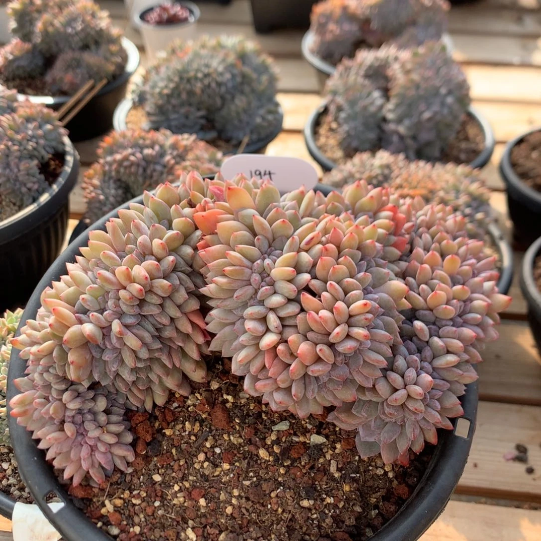 20厘米盘龙石榴籽星影缀 194