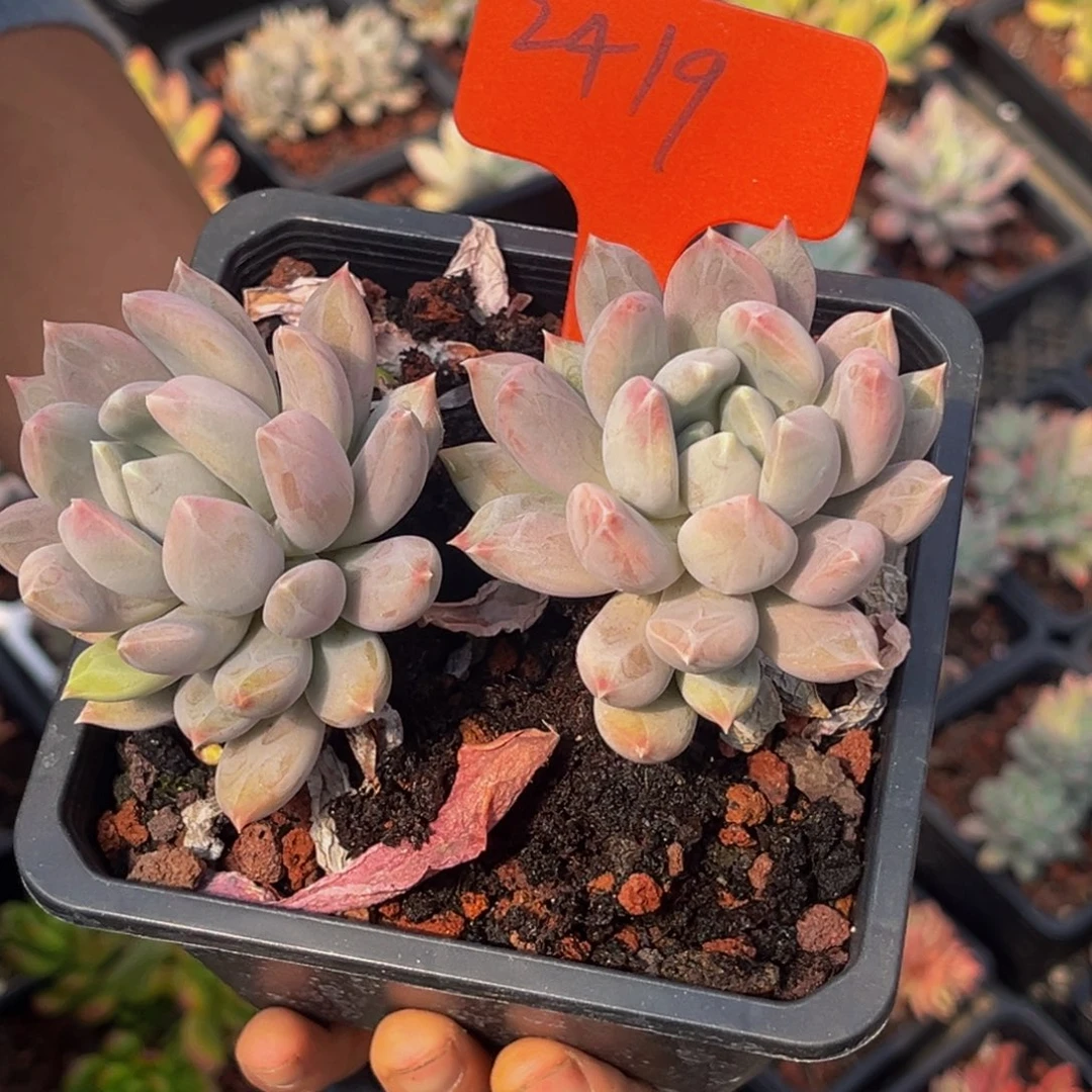 2419号上午多肉植物群生多肉