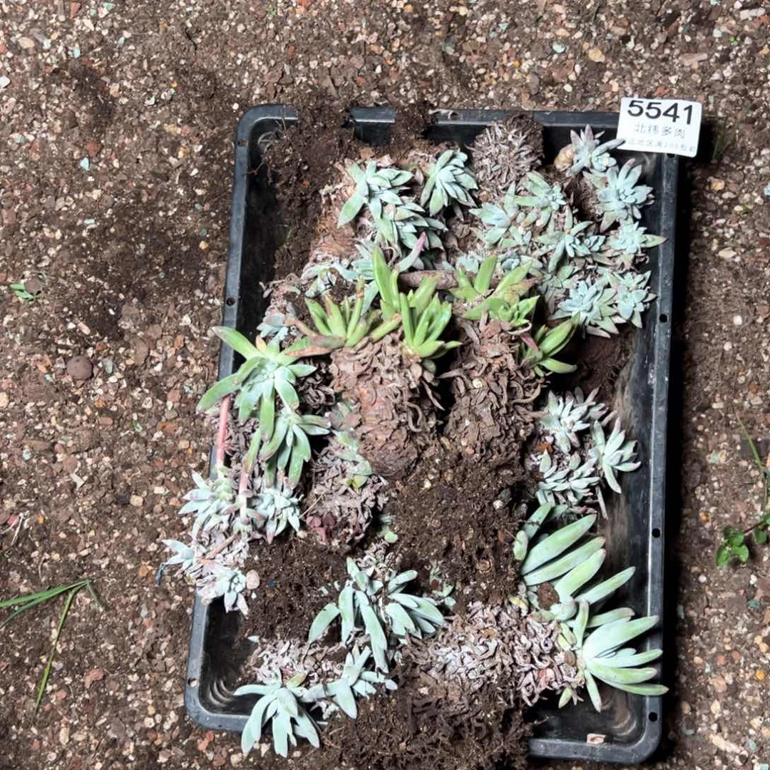 5541哈哈哈哈哈哈哈哈