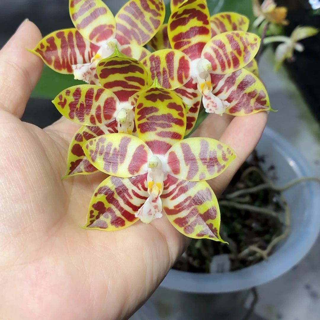 当前无花朵，栽培后可花朵A1708安纹八寸