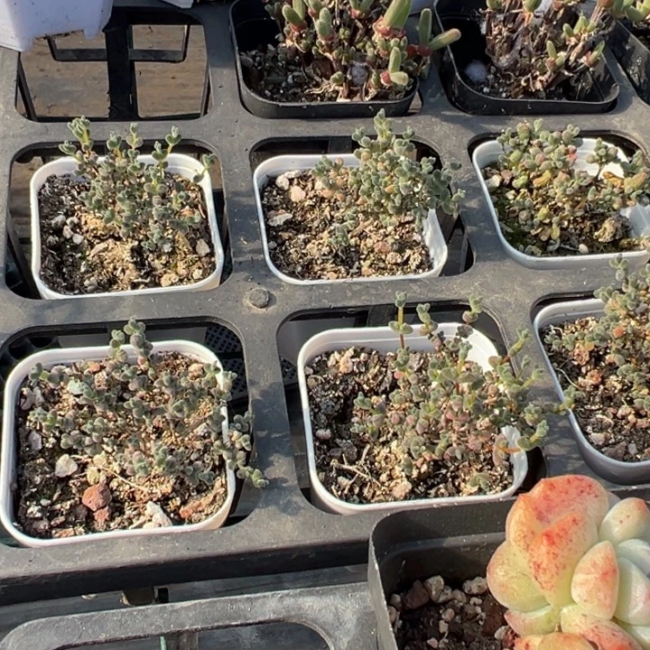 莱斯枝干到手1颗量拍多肉满20元包邮下午发货