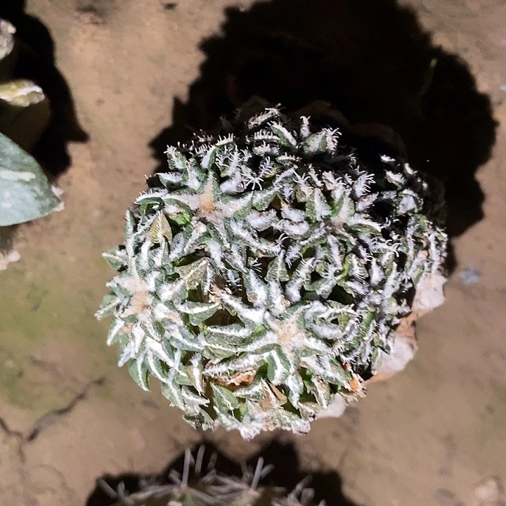 草球苗接姬牡丹群