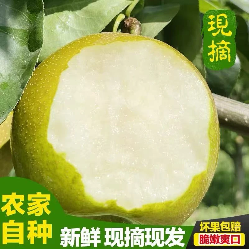 产地苏北盐城正宗翠冠梨（三宝爸梨园）（京东江浙沪皖包邮）